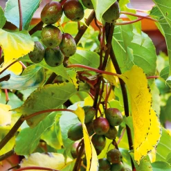 Martin Müller Baumschulen Obstgehölz 'Bayern-Kiwi' (1 Paar) Discount