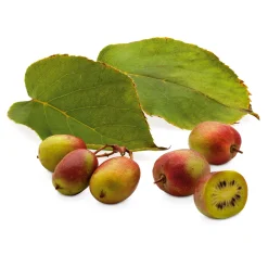 Martin Müller Baumschulen Obstgehölz 'Bayern-Kiwi' (1 Paar) Discount