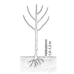 Martin Müller Baumschulen Obstgehölz 'Bühler Frühzwetsche' Best