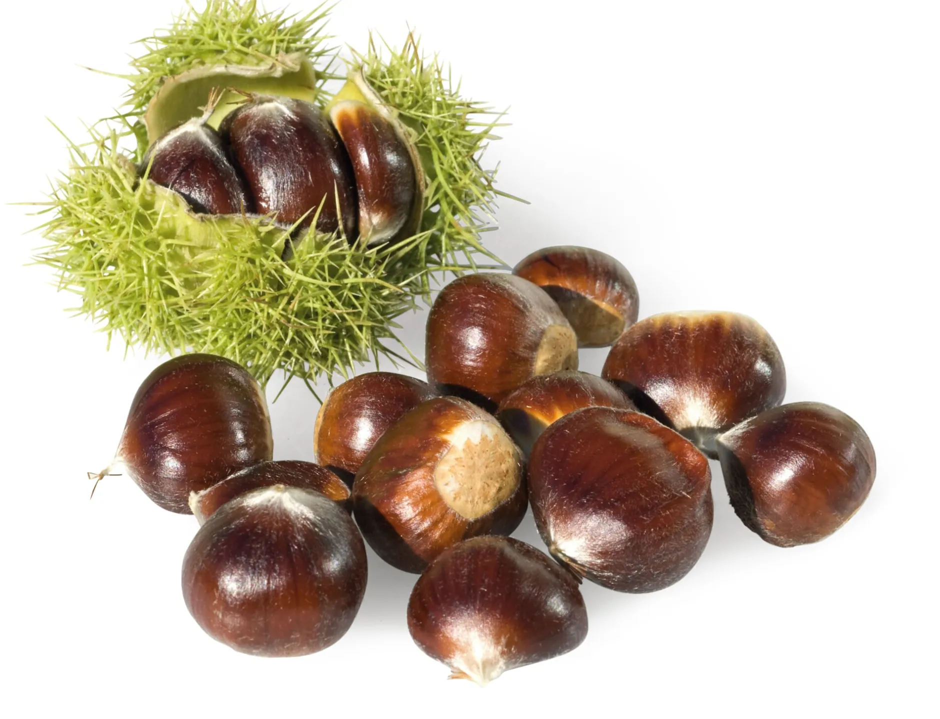 Manufactum Obstgehölz Esskastanie (2 Sorten) Online