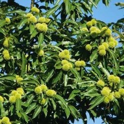 Manufactum Obstgehölz Esskastanie (2 Sorten) Online