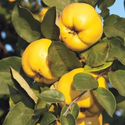 Martin Müller Baumschulen Obstgehölz 'Konstantinopeler Apfelquitte' New