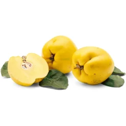 Martin Müller Baumschulen Obstgehölz 'Konstantinopeler Apfelquitte' New