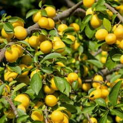 Martin Müller Baumschulen Obstgehölz 'Mirabelle von Metz' Discount