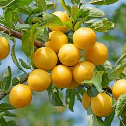 Martin Müller Baumschulen Obstgehölz 'Mirabelle von Metz' Discount