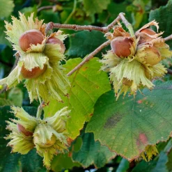 Martin Müller Baumschulen Obstgehölz Piemontesische Haselnuss 'Tonda Gentile' Discount