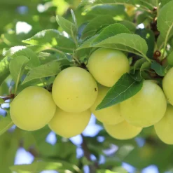 Martin Müller Baumschulen Obstgehölz 'Reneklode aus Oullins'