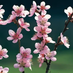 Manufactum Obstgehölz 'Roter Weinbergpfirsich' Best