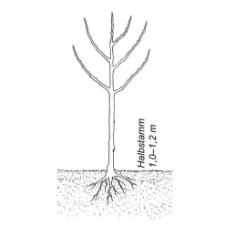 Manufactum Obstgehölz Süßkirsche (2 Sorten) Best