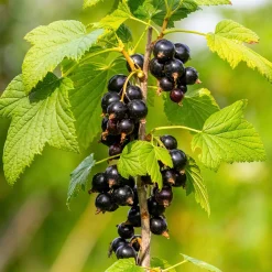Martin Müller Baumschulen Obstgehölz Säulenjohannisbeere 'Hedda'