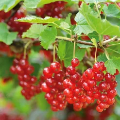 Martin Müller Baumschulen Obstgehölz Säulenjohannisbeere 'Rolan' New