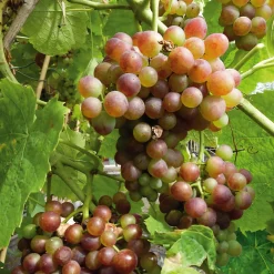 Martin Müller Baumschulen Obstgehölz Tafeltrauben 'Bellarosso' Hot