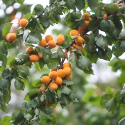 Manufactum Obstgehölz Wilde Marille Sale