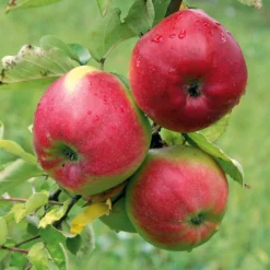 Martin Müller Baumschulen Obstgehölz Winterapfel 'Winterrambur' Clearance