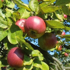 Martin Müller Baumschulen Obstgehölz Winterapfel 'Winterrambur' Clearance