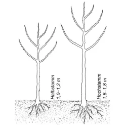 Martin Müller Baumschulen Obstgehölz Winterapfel 'Winterrambur' Clearance
