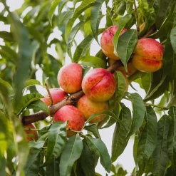 Martin Müller Baumschulen Obstgehölz Zwergnektarine 'Redgold'