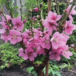 Martin Müller Baumschulen Obstgehölz Zwergnektarine 'Redgold'