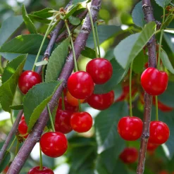 Martin Müller Baumschulen Obstgehölz Zwergsauerkirsche 'Kobold' Outlet