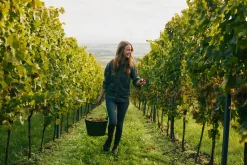 JUWEL Weine Oh My Grape geperlter Traubensaft alkoholfrei Best