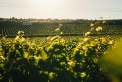 JUWEL Weine Oh My Grape geperlter Traubensaft alkoholfrei Best