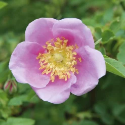 Rosenhof Schultheis Paket Bienenrosen 3 Stück New