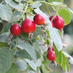 Rosenhof Schultheis Paket Bienenrosen 3 Stück New