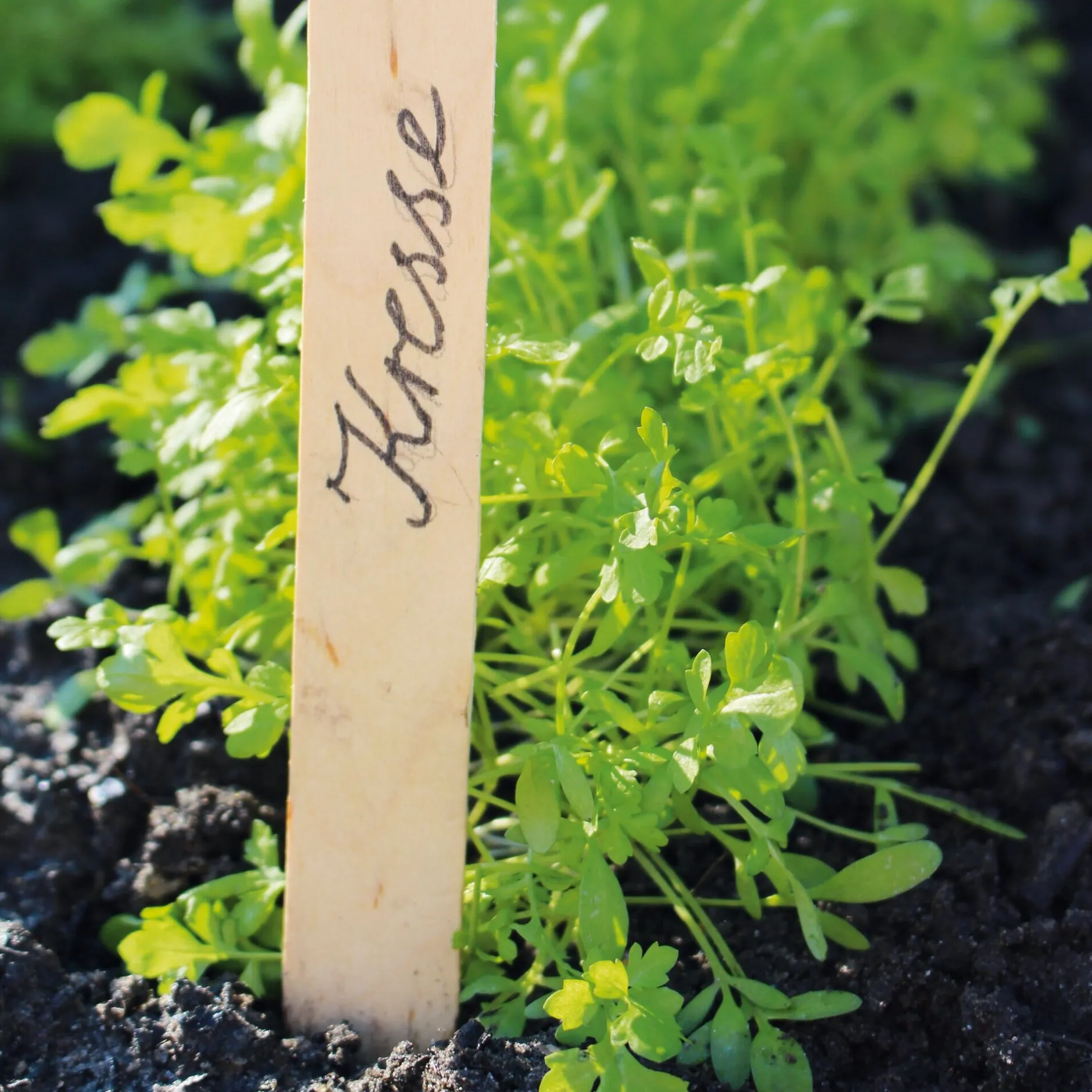 Sting in the Tail Pflanzenetiketten Birkenholz