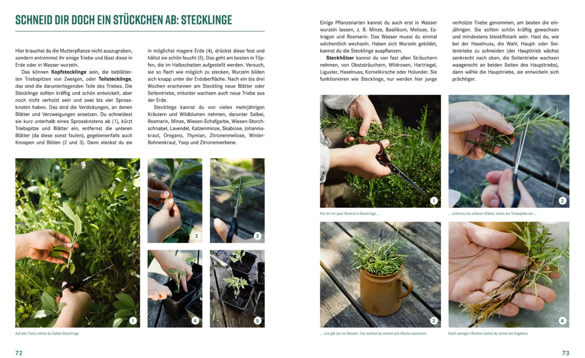 Löwenzahn Verlag Pflanzen-Lovestory New