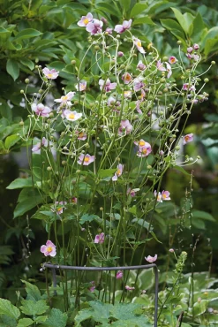 Manufactum Pflanzenstütze Stahldraht halbrund Clearance