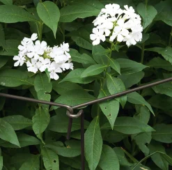 Harrod UK Pflanzenstütze variabel