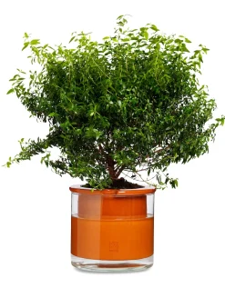 Wet Pot Systems Pflanzgefäß Online