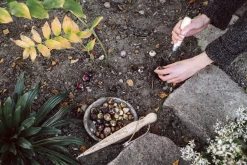 Krumpholz-Werkzeuge Pflanzholz mit Messingspitze