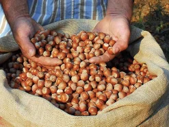 Azienda Agricola Papa dei Boschi Piemontesische Haselnüsse New