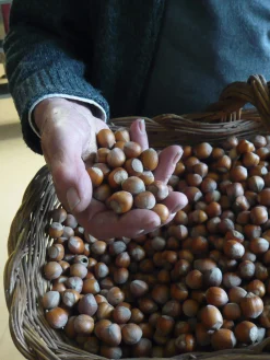 Azienda Agricola Papa dei Boschi Piemontesische Haselnüsse New