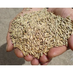 Potocki Wodka Online