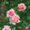 Rosenhof Schultheis Ramblerrose 'Albertine' Hot