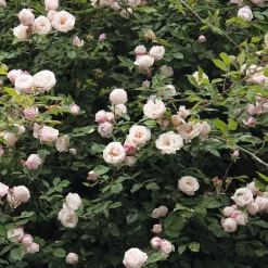 Rosenhof Schultheis Ramblerrose 'Ayrshire Queen' Online