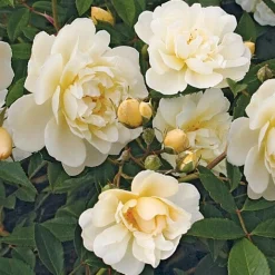 Rosenhof Schultheis Ramblerrose Christine Hélène Sale