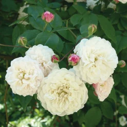 Rosenhof Schultheis Ramblerrose ’Félicité et Perpétue‘ Hot