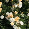 Rosenhof Schultheis Ramblerrose 'Ghislaine de Féligonde' Sale