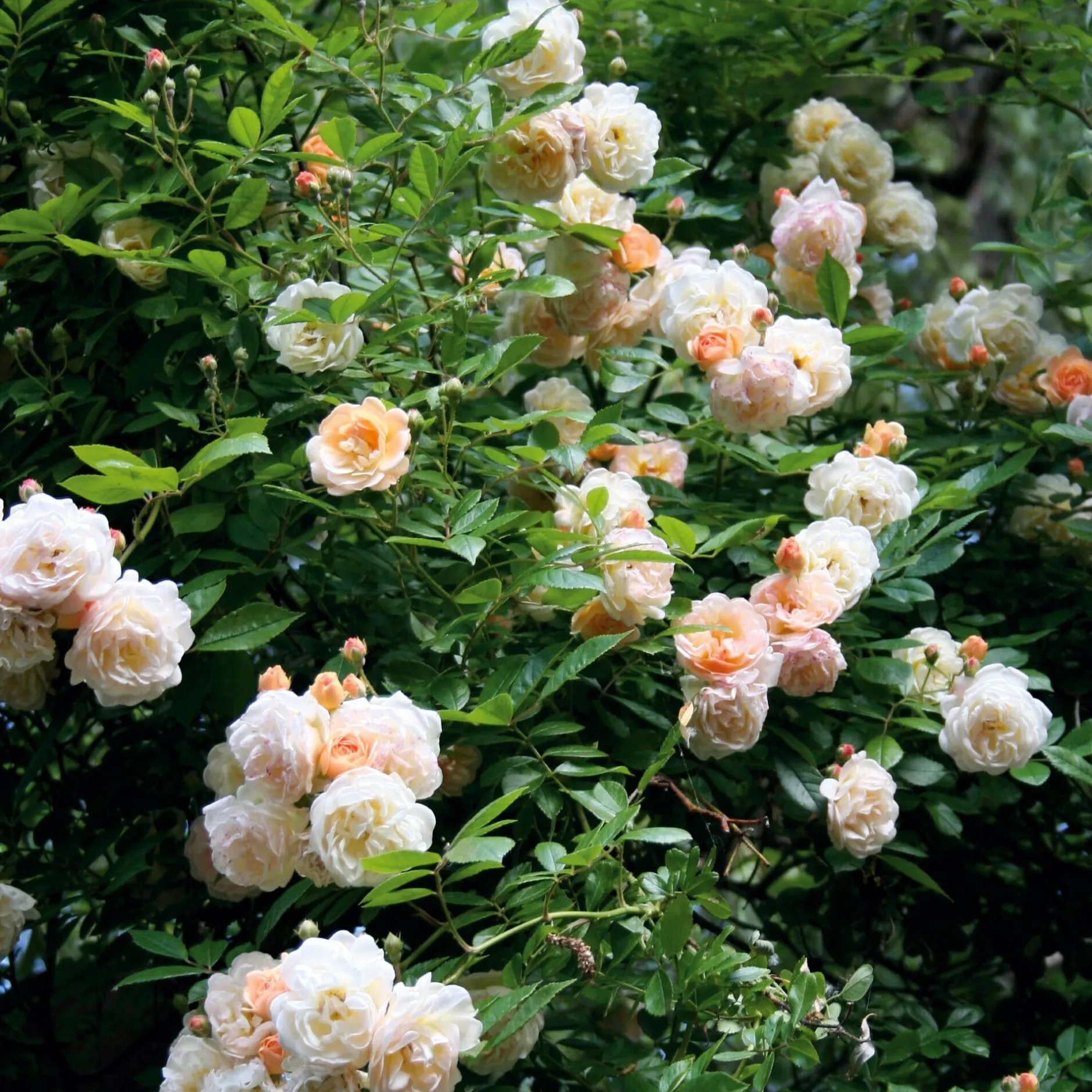 Rosenhof Schultheis Ramblerrose 'Ghislaine de Féligonde' Sale
