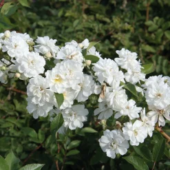 Rosenhof Schultheis Ramblerrose 'Guirlande d`Amour®' Sale