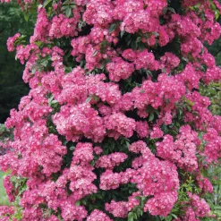 Rosenhof Schultheis Ramblerrose Maria Lisa Sale