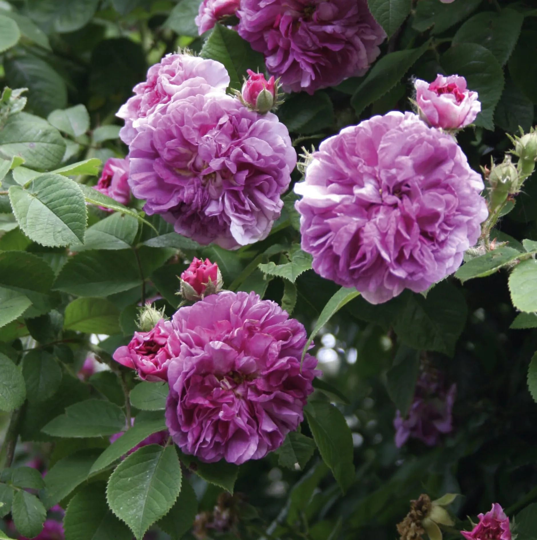 Rosenhof Schultheis Ramblerrose 'Russeliana' Online