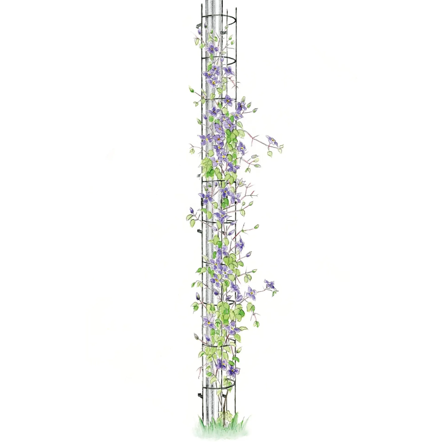 Manufactum Rankgitter Stahl Clearance