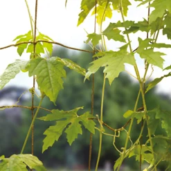 Juteko Ranknetz Jute Outlet