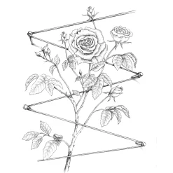 Peddy Shield Ranksystem Edelstahl Discount