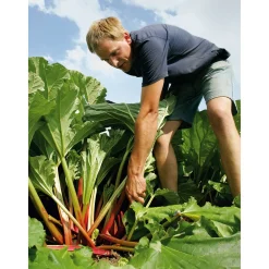 van Nahmen Rhabarbernektar Online