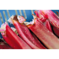 van Nahmen Rhabarbernektar Online